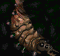 larvae
